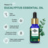 the beauty co India Eucalyptus Essential Oil For Cold Cough and Skin Problems